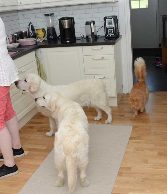 Sibirisk katt och golden